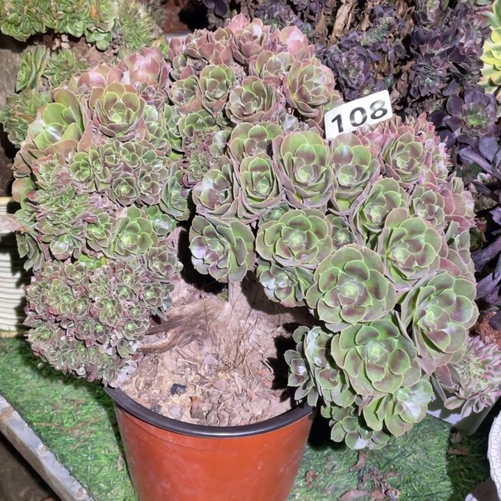 108号28厘米左右玫瑰朵朵缀微瑕