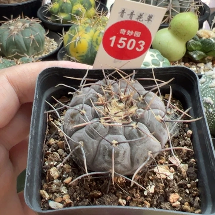 实生黑刺武勋丸有斑4cm