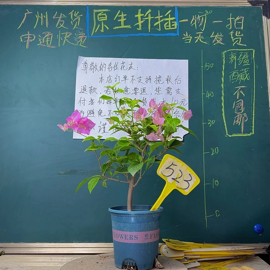 当前无花栽培后可以开花口红523