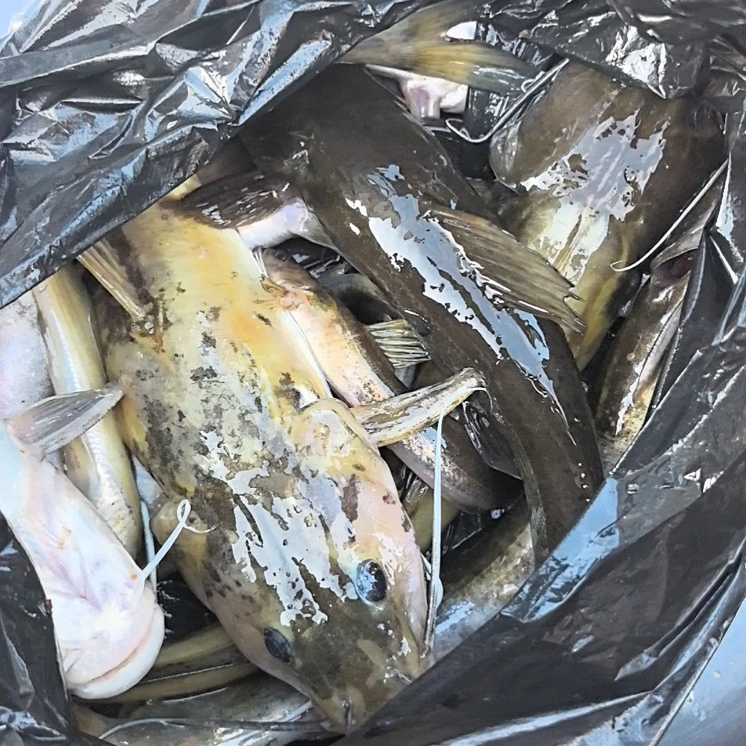 中国大陆36天食用农产品石台小李代购牛尾巴