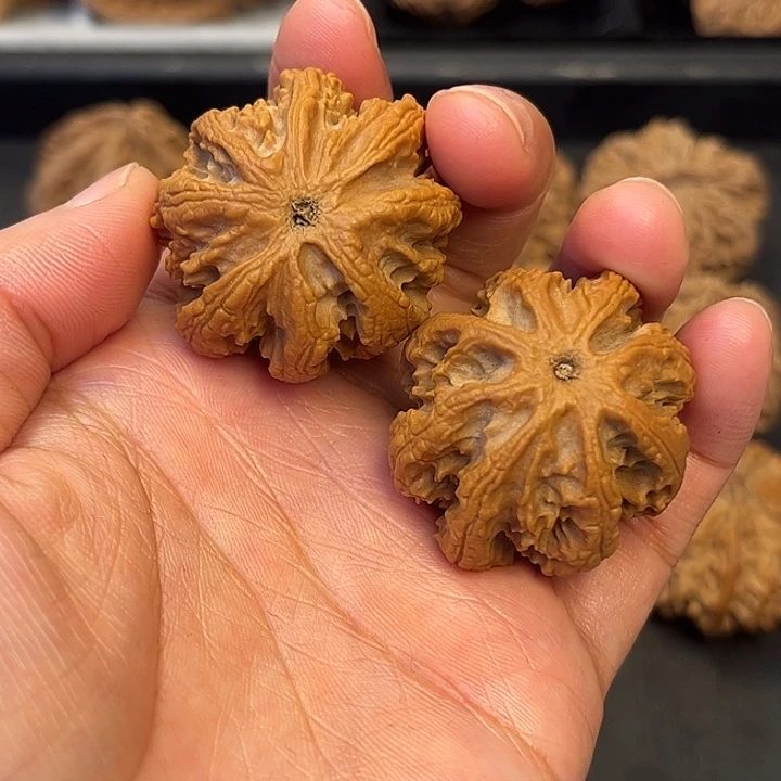 核桃秦岭突突突突突突5