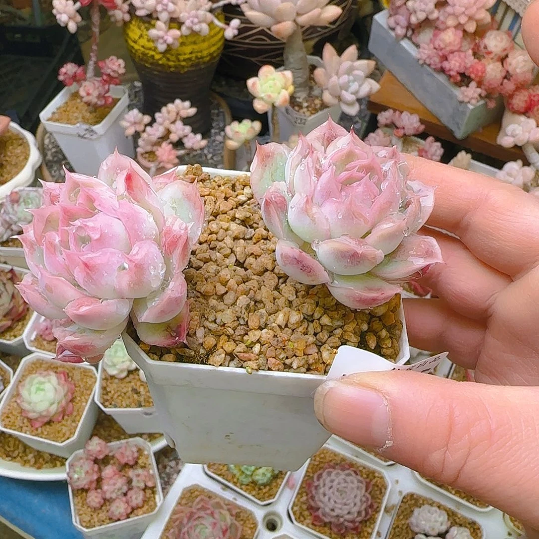 雨滴月影，335、仙农出品