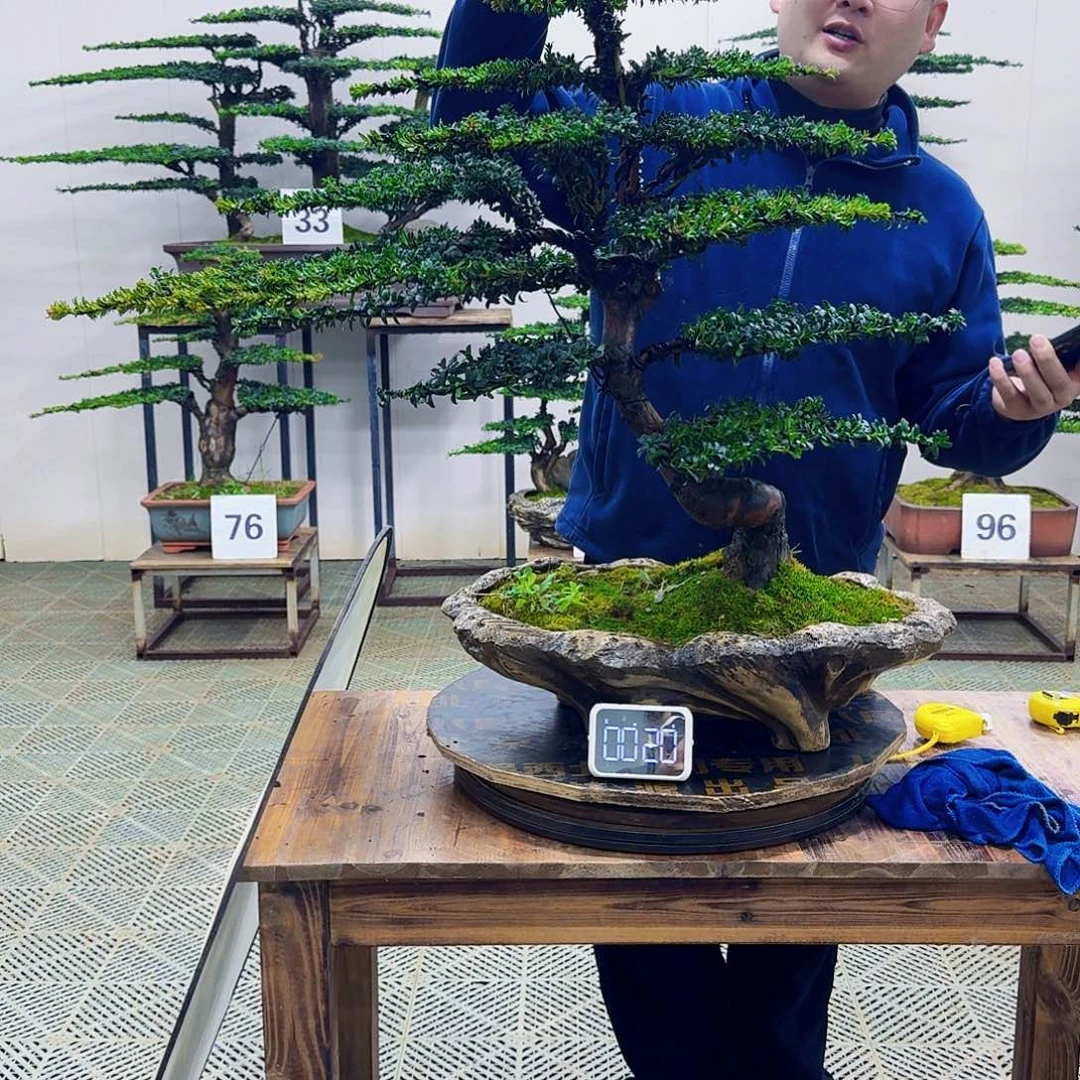 无花朵珍珠红芽罗汉松造型盆景