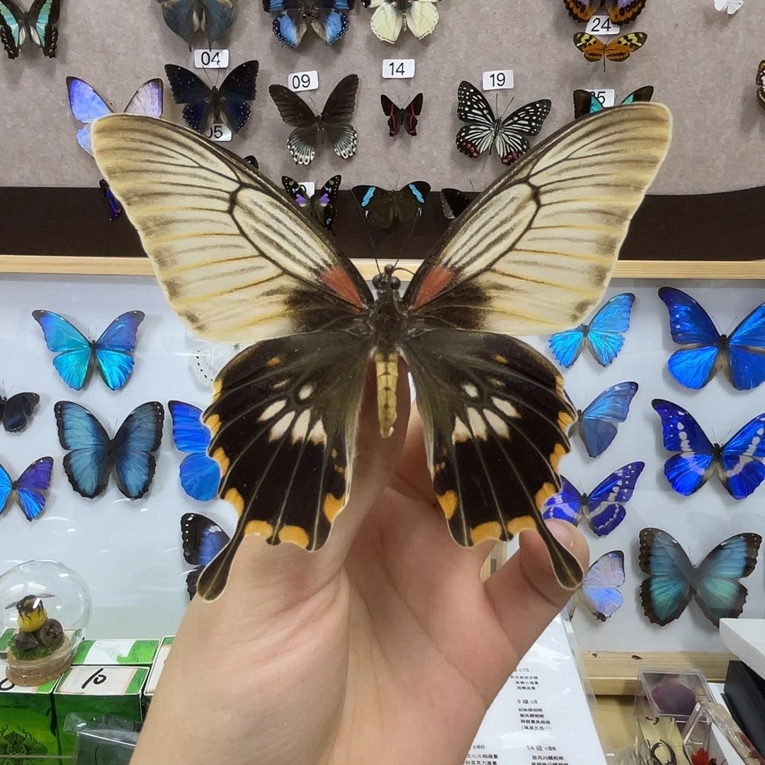 菜***）有机玻璃蝴蝶标本