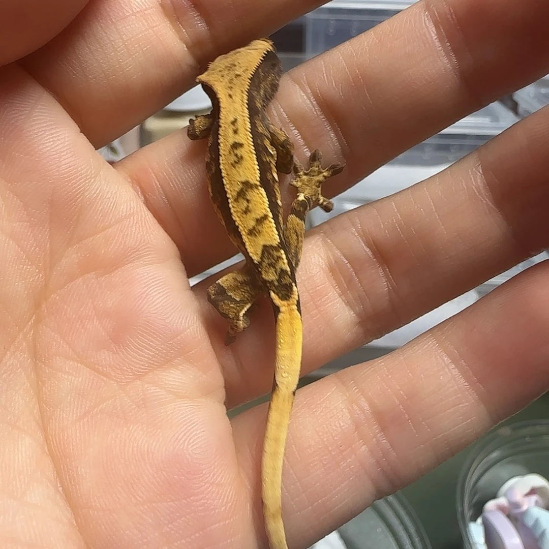 睫角守宫睫角守宫大幼