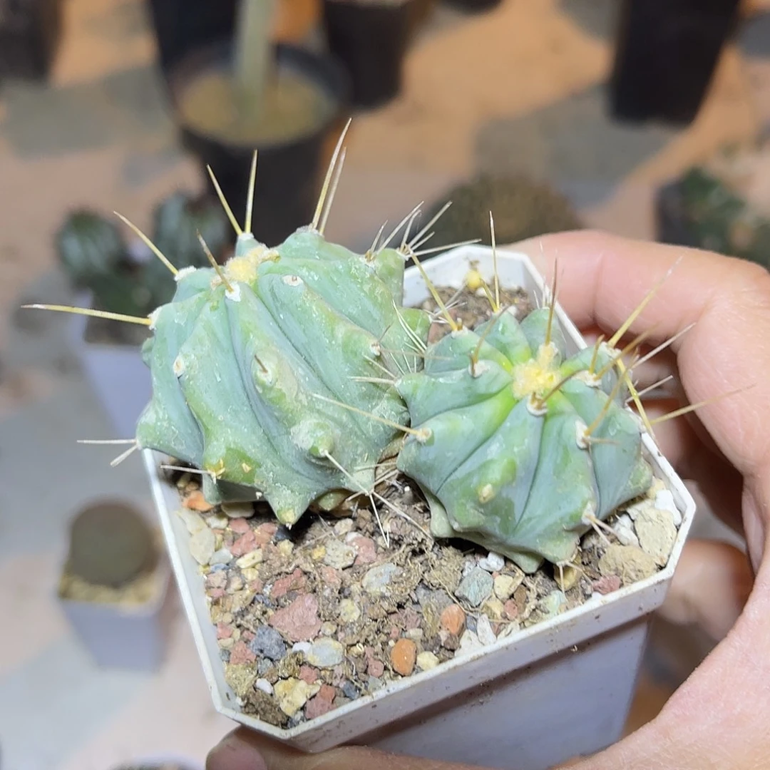 双头王冠龙仙人球