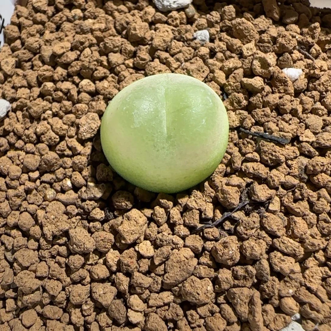 肉锥多肉植物组合-sh1200拉登352