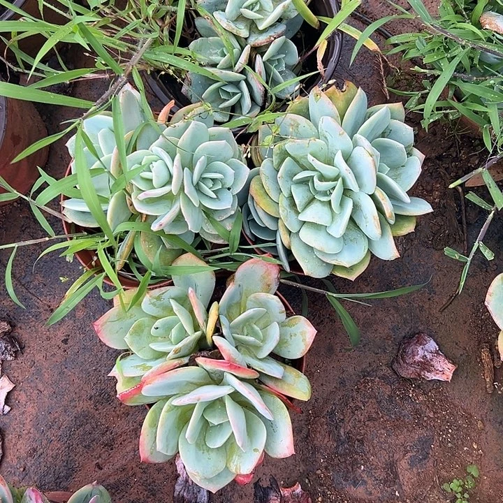 不***凡多肉植物实物直播实物35