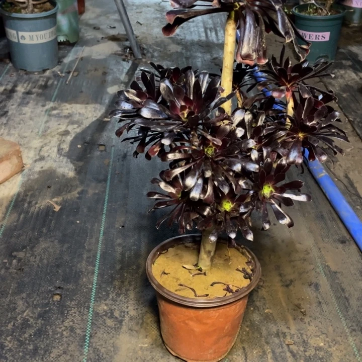 1墨法师多肉植物多肉多肉