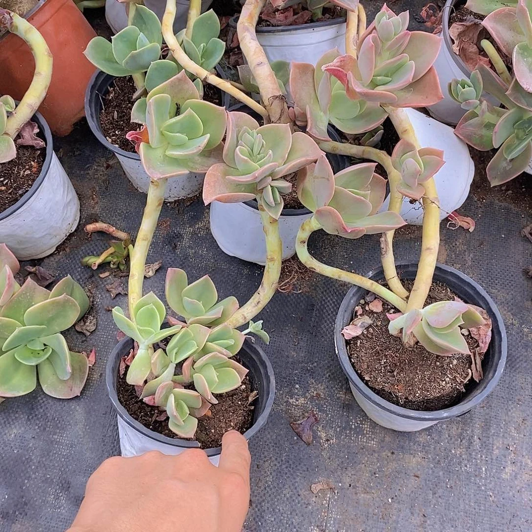 贺氏多头精控二盆