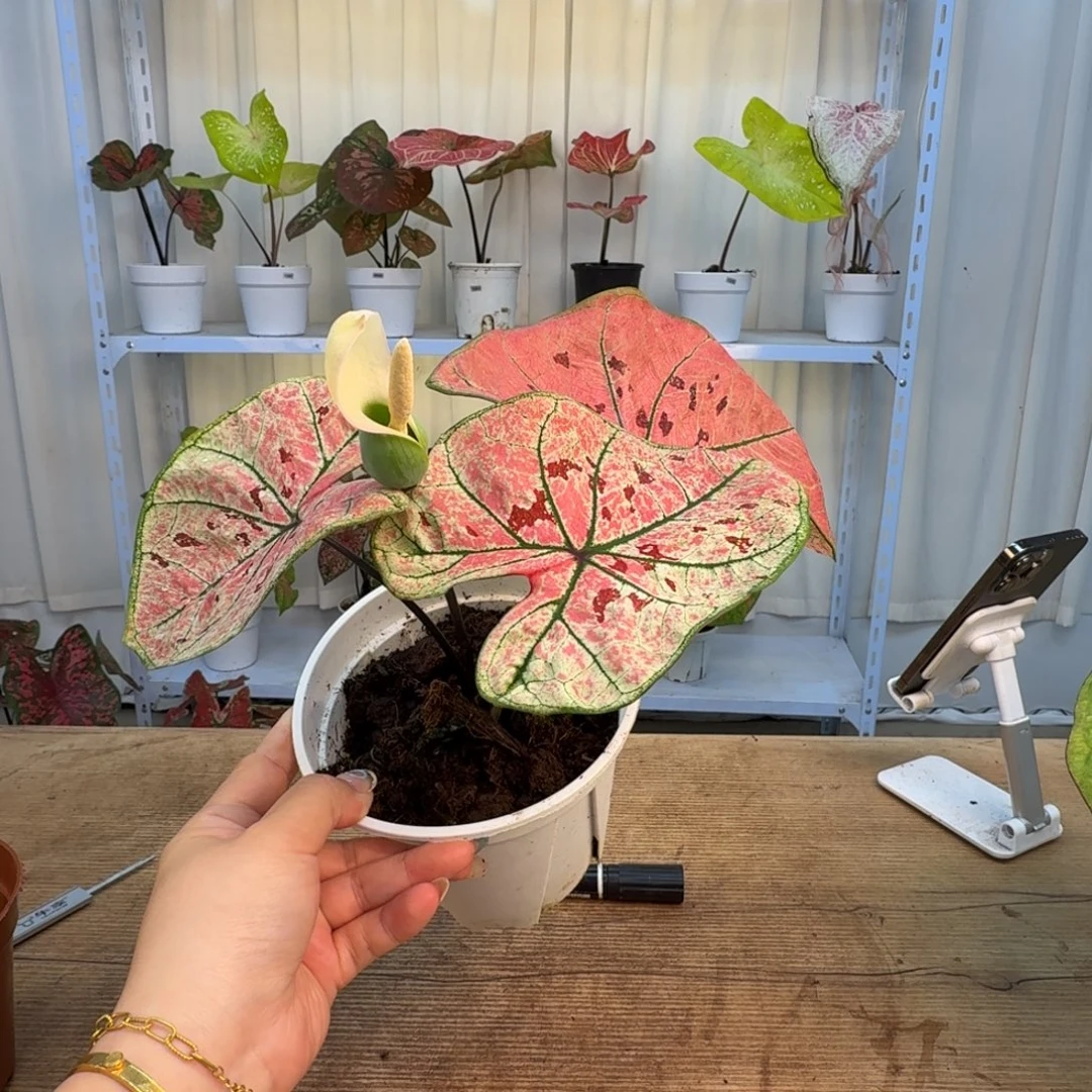 鹿***儿无花朵草莓    1287