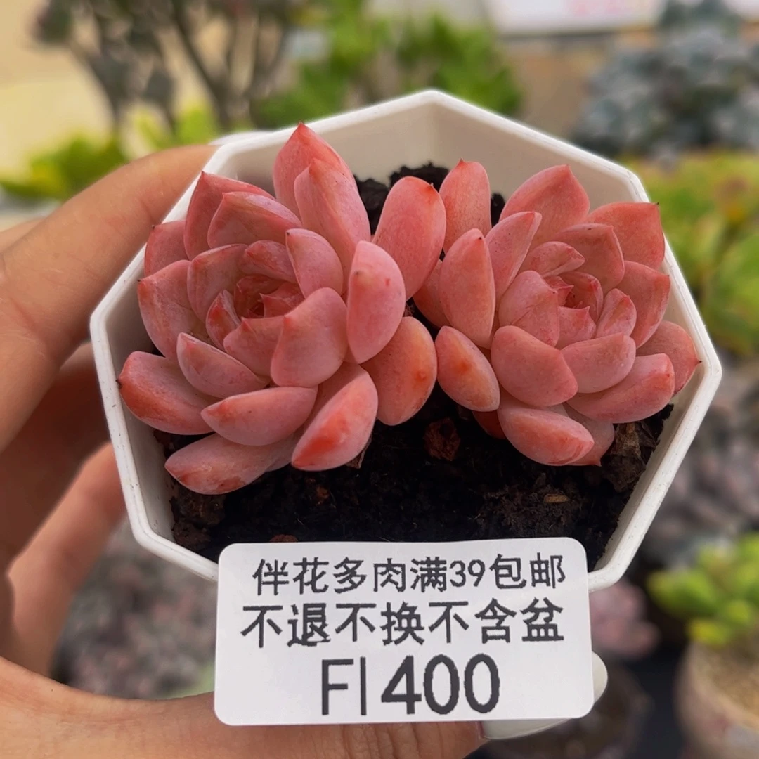 400-冰破多肉5cm多肉