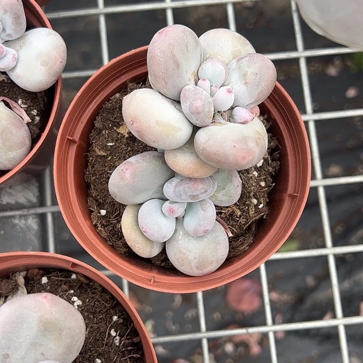 大叶奶酪多肉植物