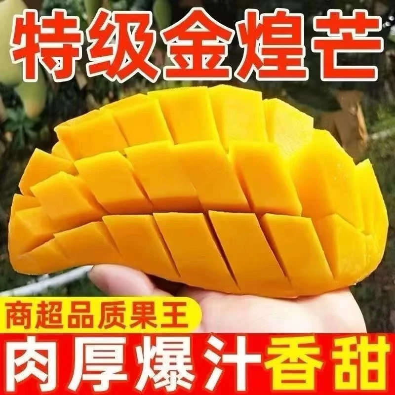 正宗金煌芒新鲜应季当季水果大芒果玉芒果香十足皮薄肉厚