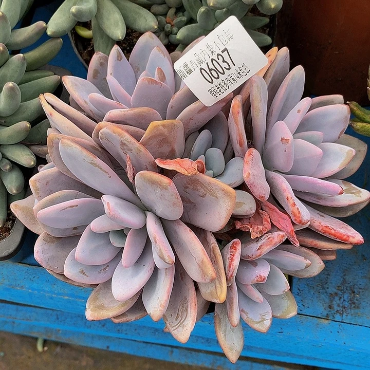 草***莓粉兔06037多肉多肉率