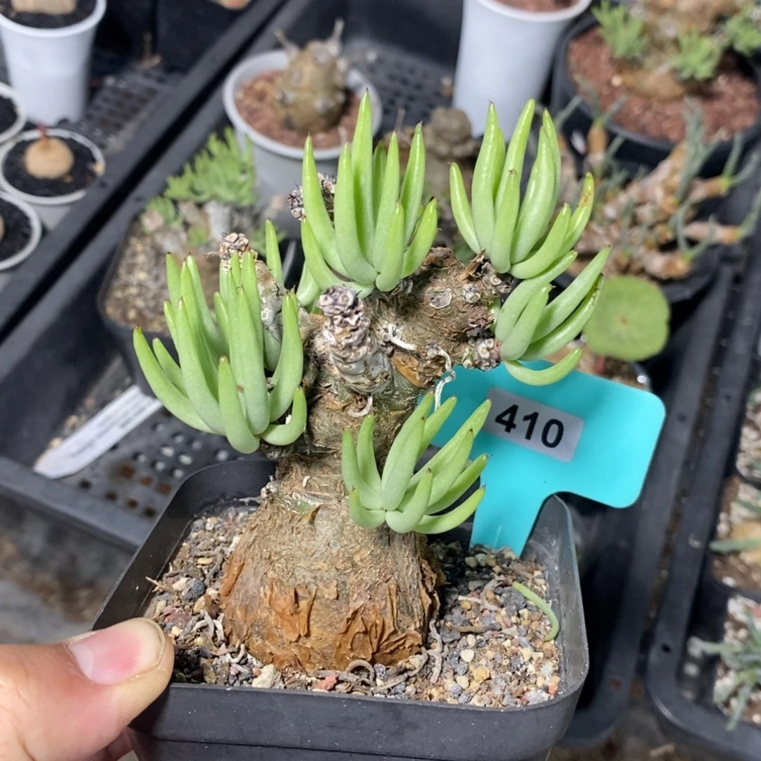 白象多肉植物一个