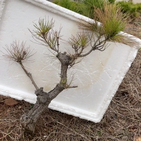 盆栽植物盆栽植物