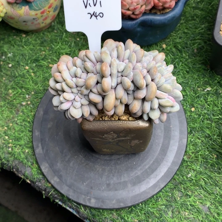 粉兔整板缀潜力股发货