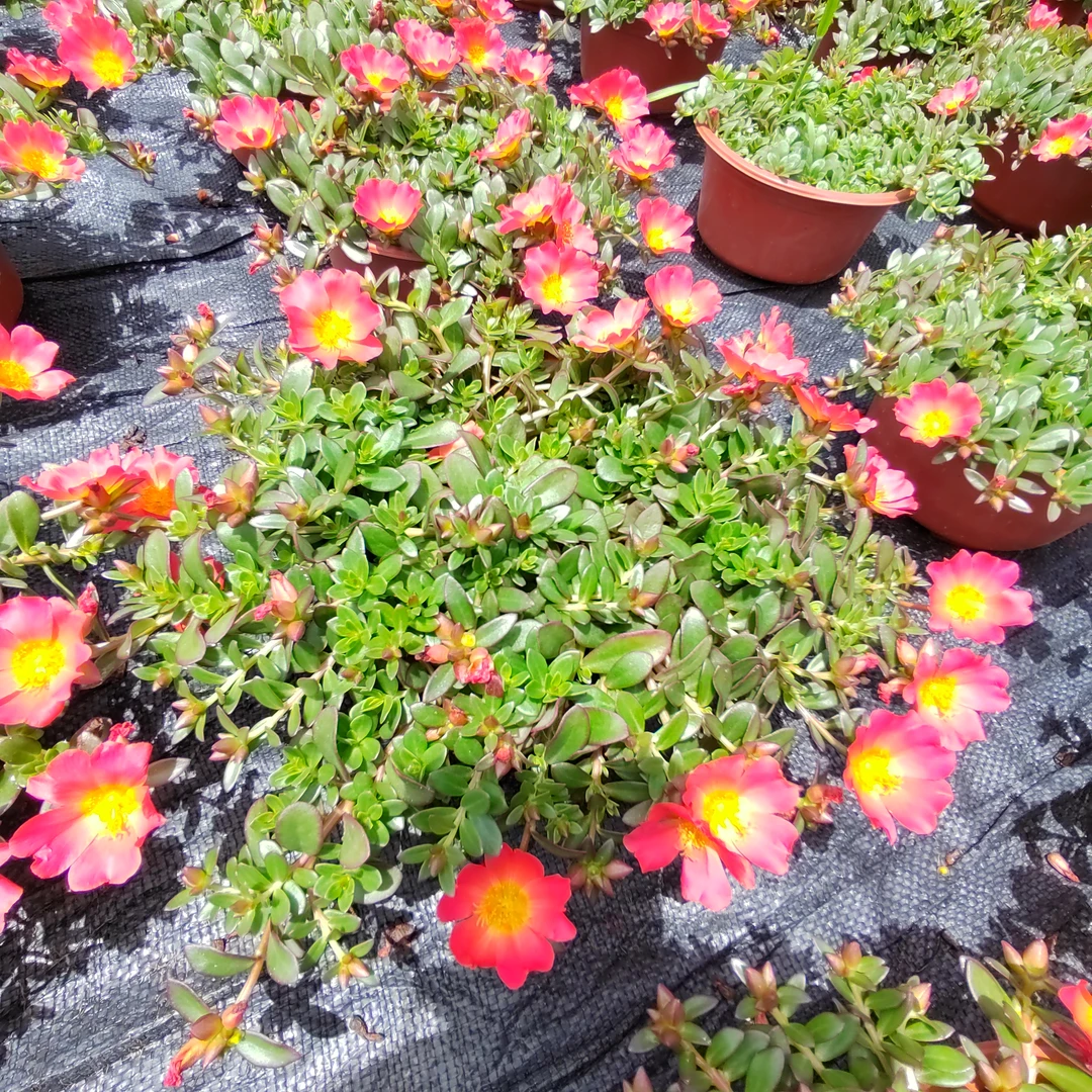 耐热耐晒宽叶马齿苋太阳花单瓣盆栽适合庭院阳台种植基地直发包邮