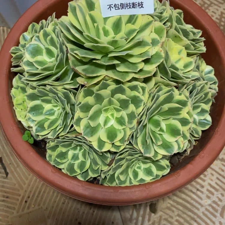 【闪购商品】唐**韵414白雪公主多肉寄养
