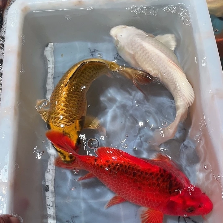 蝴蝶鲤鱼渔场直发78