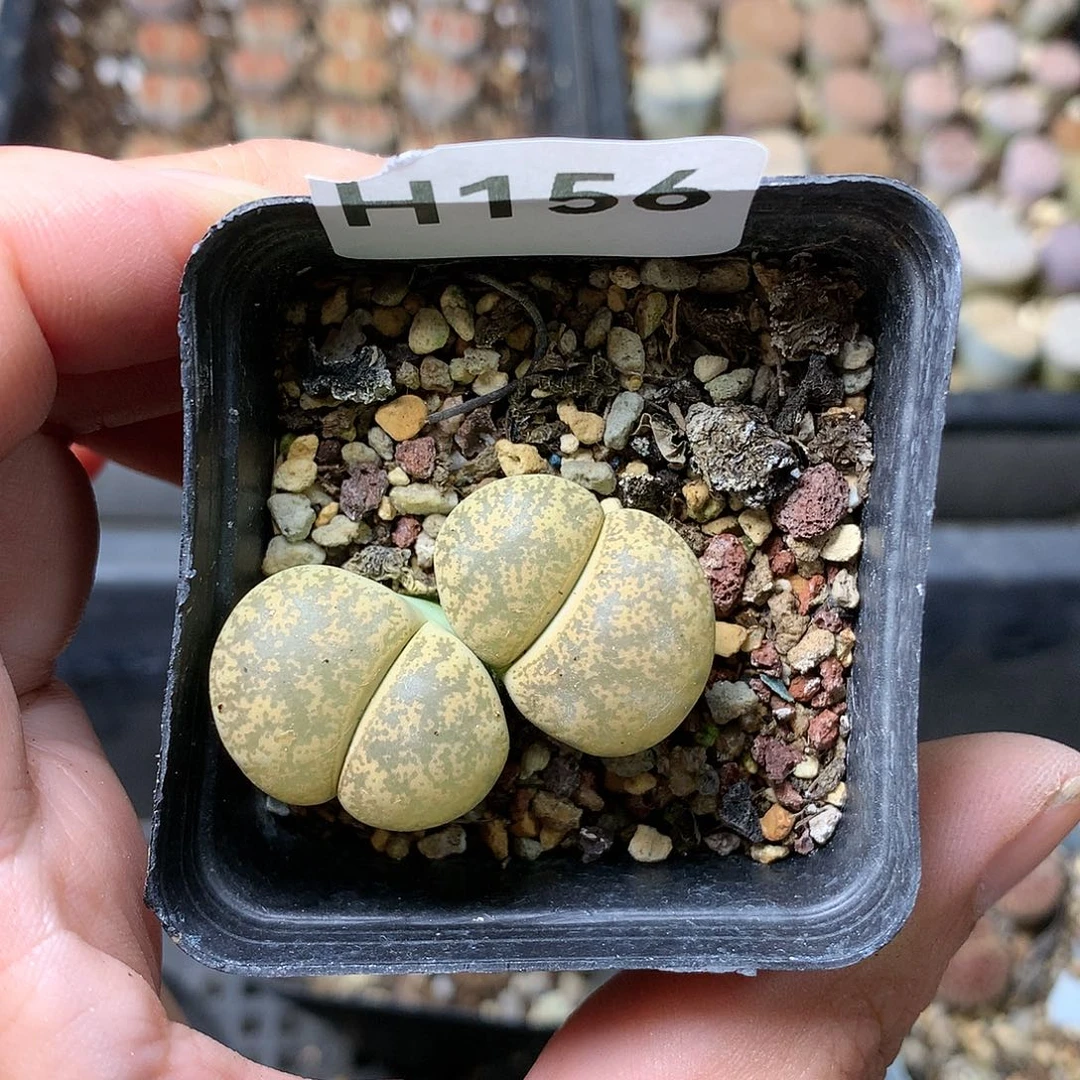 H156多肉植物保护研究所