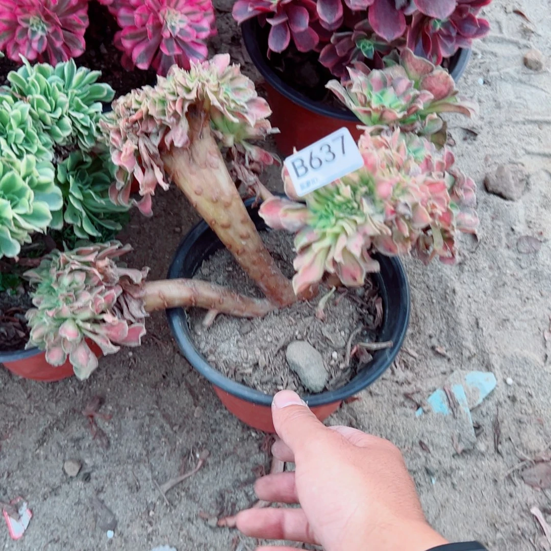 637韶华缀化多肉植物