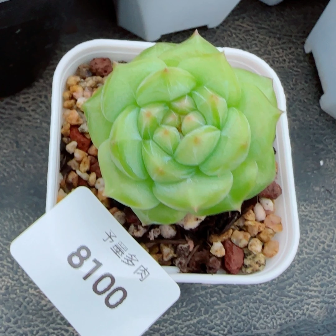 开播福利，8100多肉植物