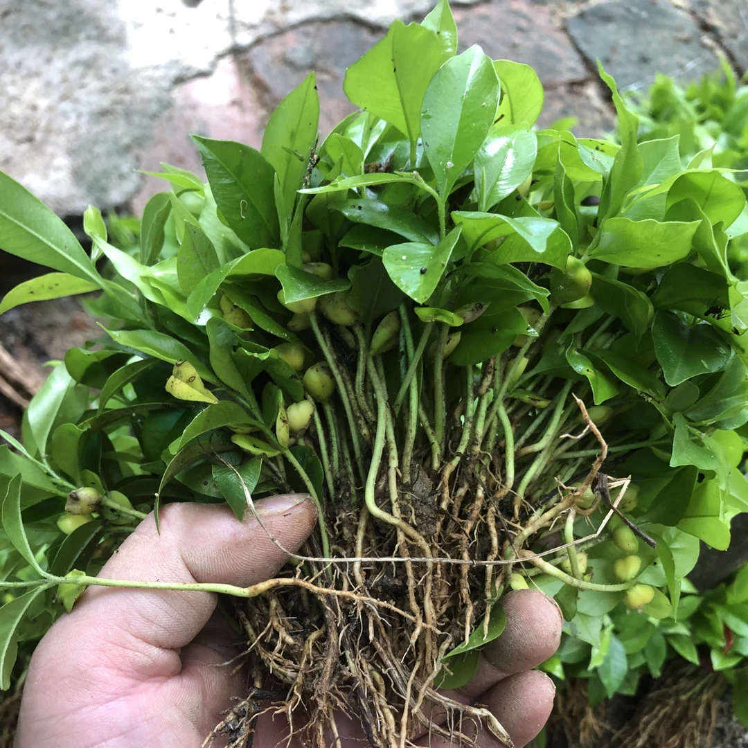 沉香小苗庭院绿植稀有名贵树苗补苗装杯种植常绿10cm左右苗长