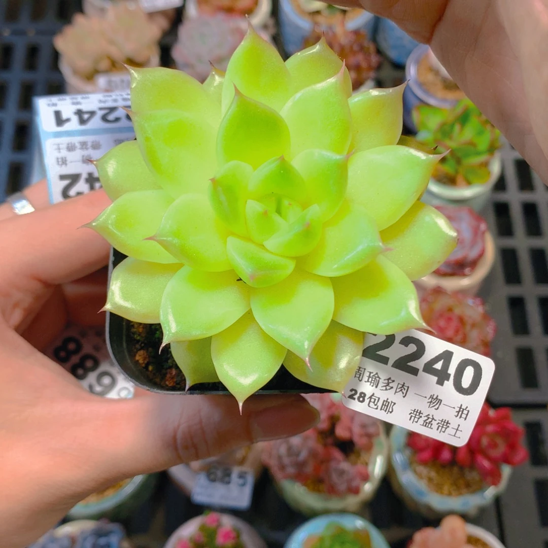 5厘米盆精控多肉2240