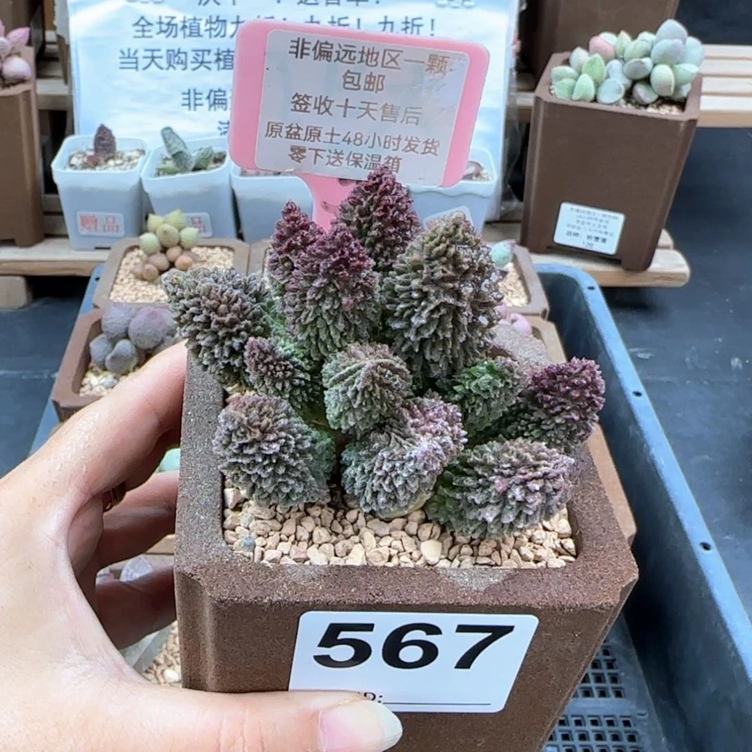 567朱紫玉多肉植物
