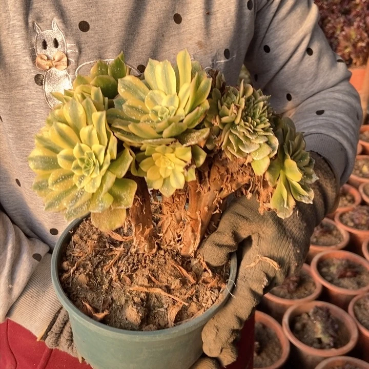 快**天碧玉小老桩679