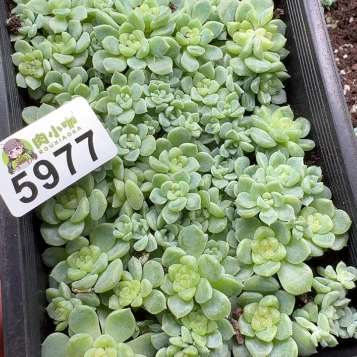 爱****多肉植物多肉植物