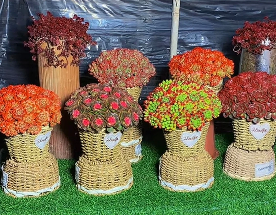 在这个链接拍，老桩群生  悬崖桩 精品多肉植物 好养好活 帯盆土发