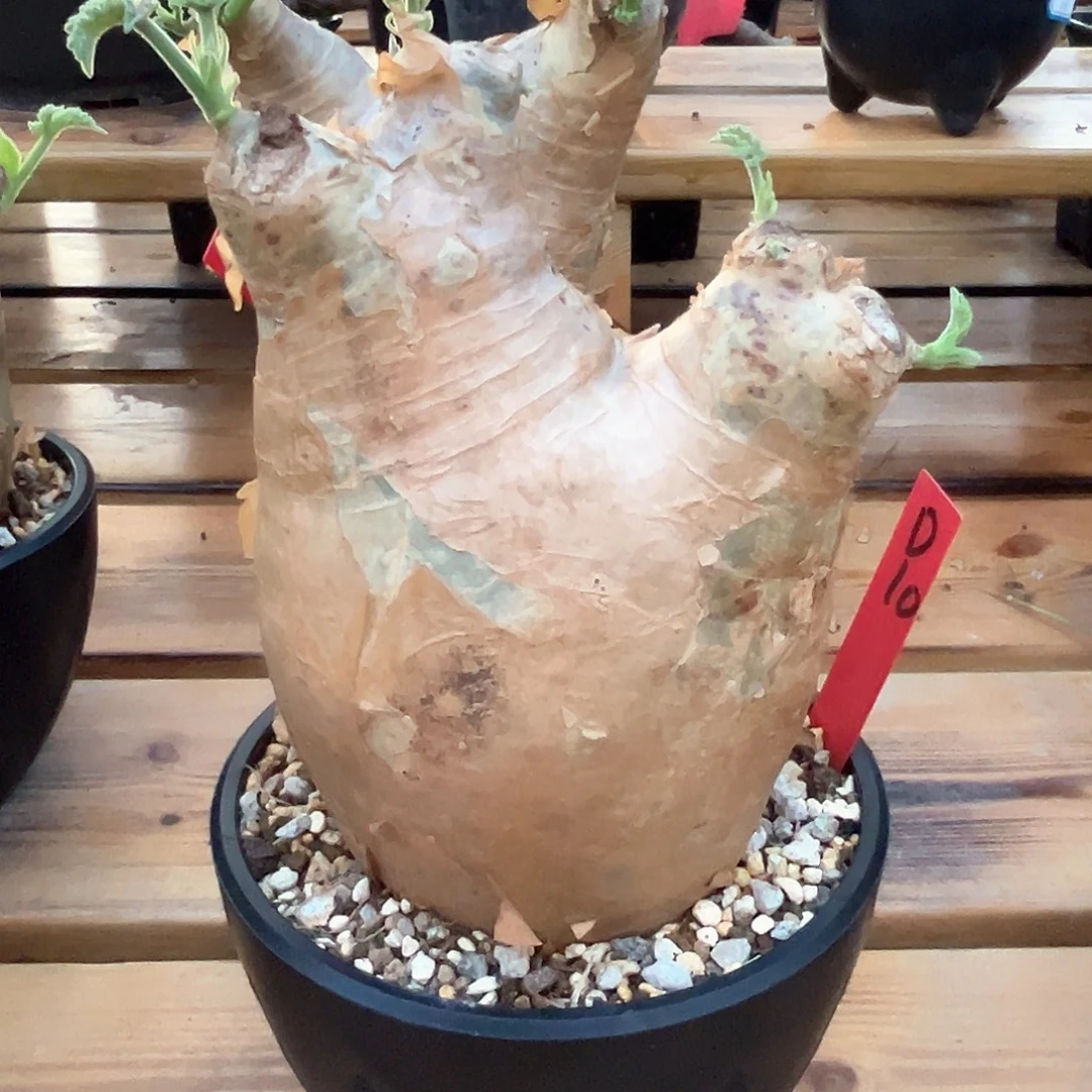 潮流植物安哥拉葡萄翁，D10