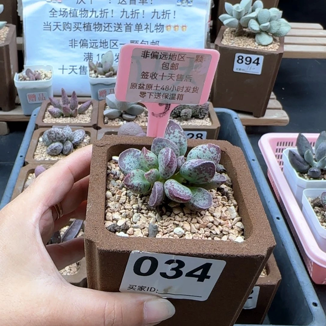 034艾薇多肉植物