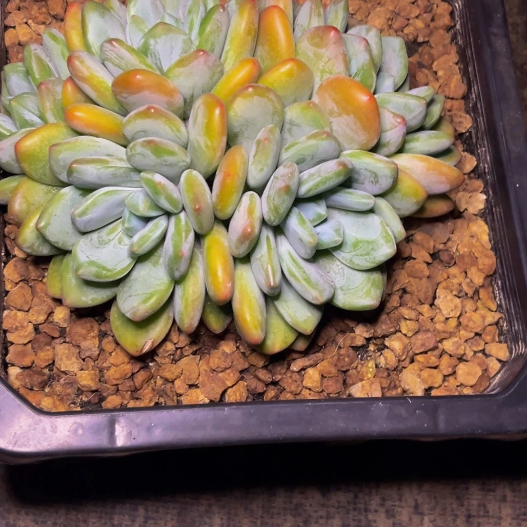 9048下午多肉植物群生