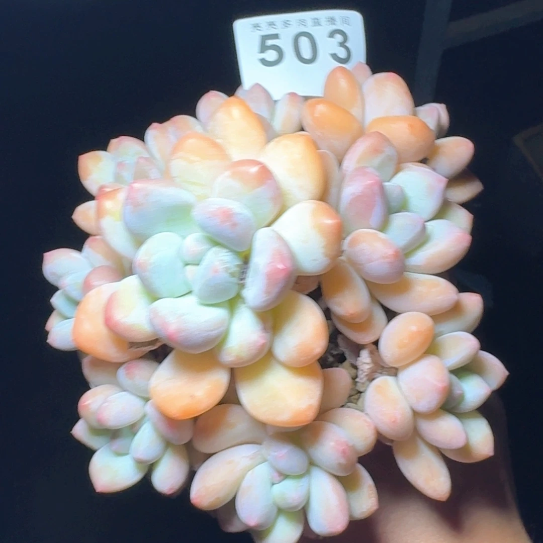 香水群生整装无砍韩版