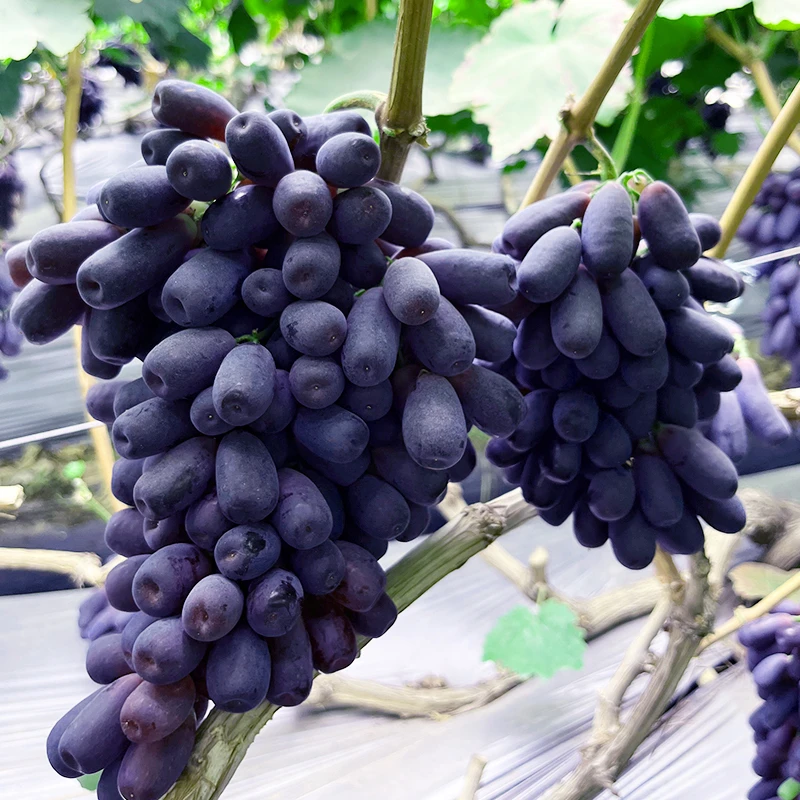 （空运速发）新鲜无籽蓝宝石金手指葡萄玫瑰香甜多汁当季应季水果
