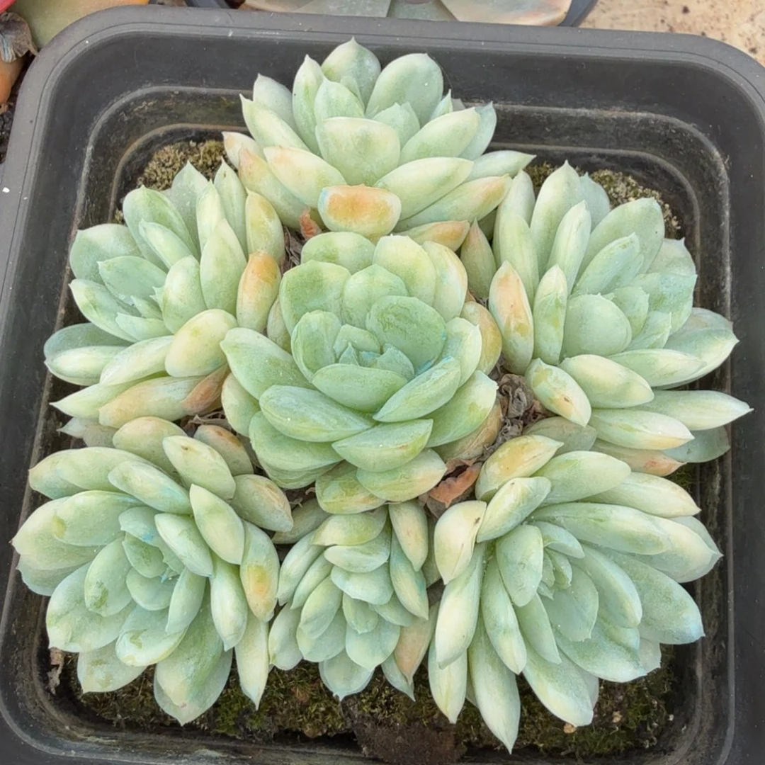 一刻下播福利一群
