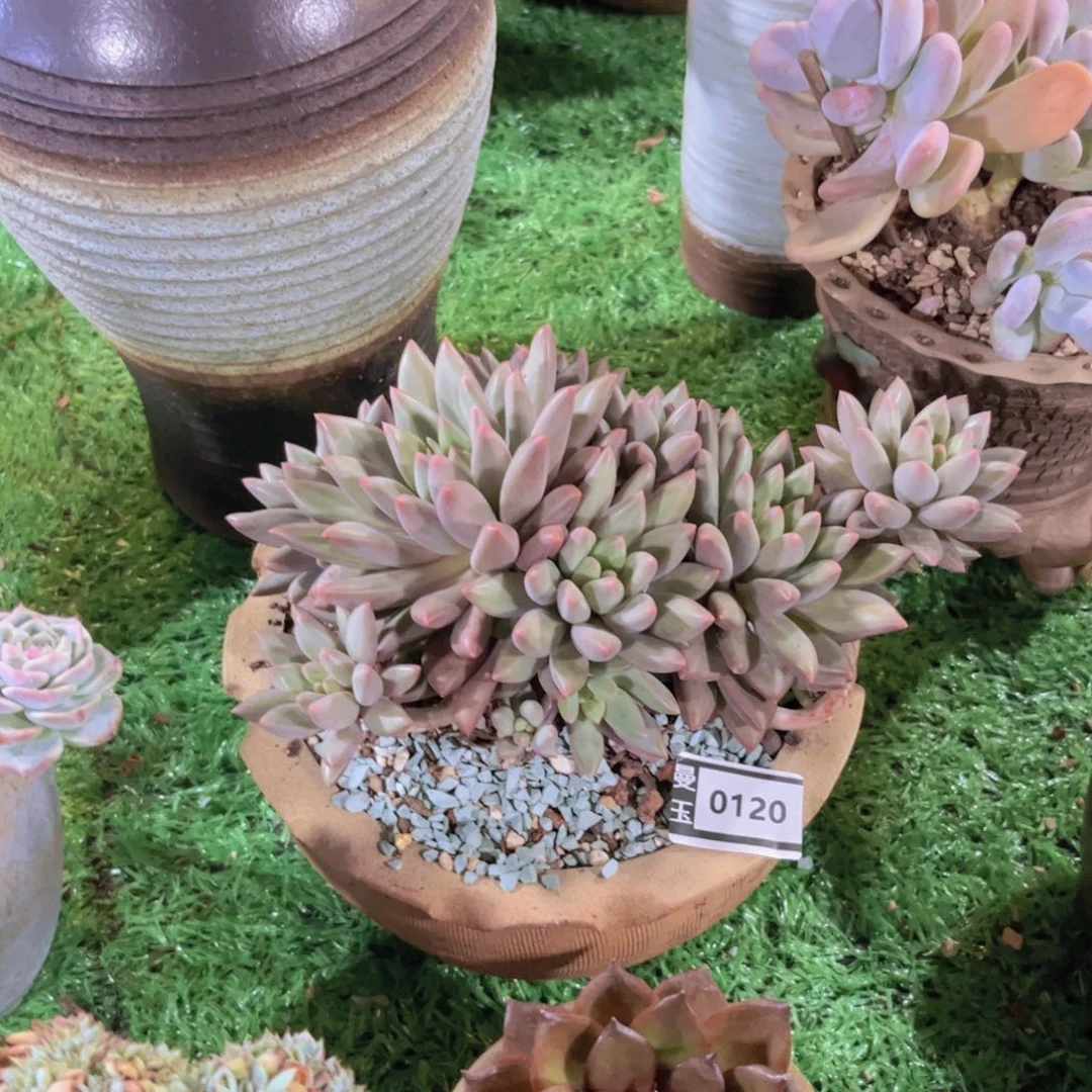 水晶球多肉植物0120