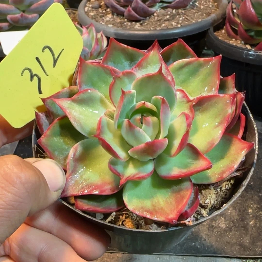 惊鸿一物一拍包装收缩花旱312