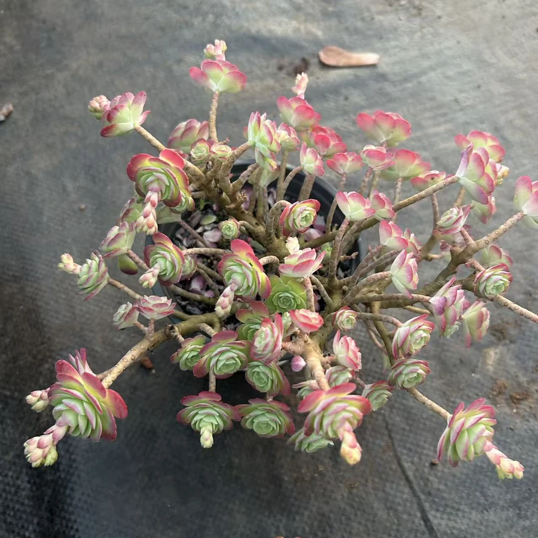 圆叶薄化妆 多肉