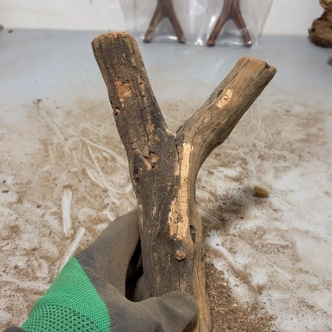 大果紫檀（缅甸花梨）临****）