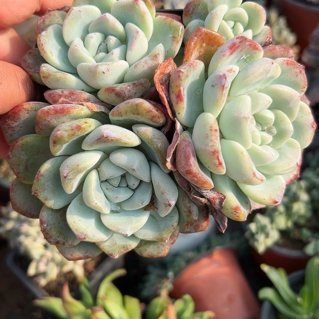 多肉植物冰玉群生