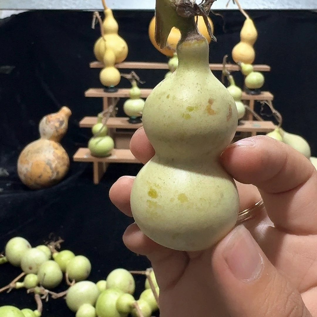 L****?八宝定向定向定向