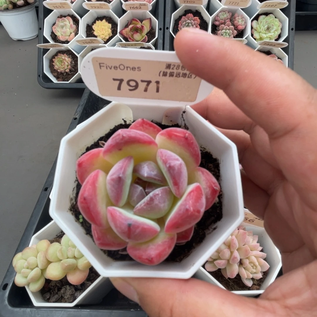 7971草莓杏仁4.5厘米