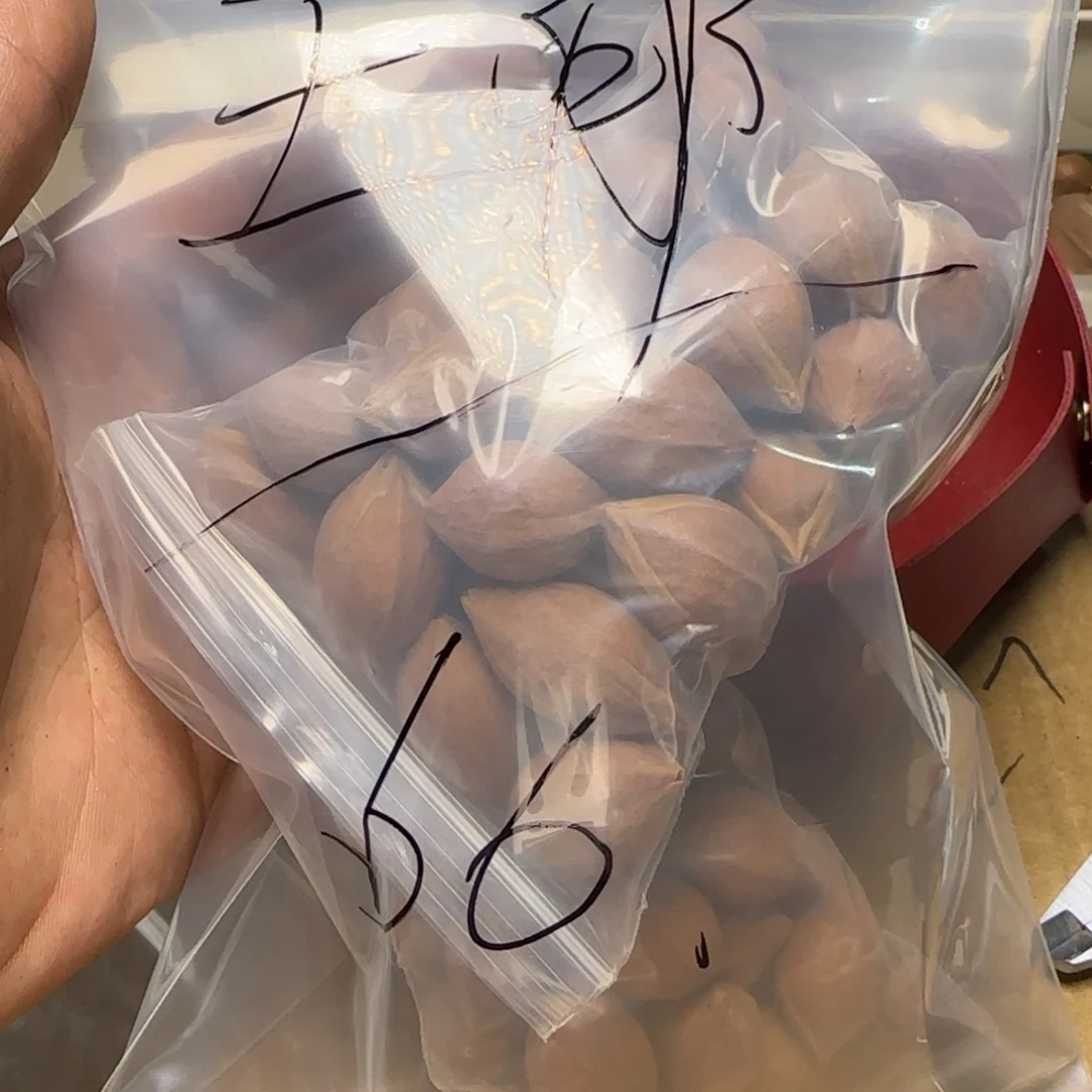 【闪购商品】橄榄核手串/手链王**?111111111
