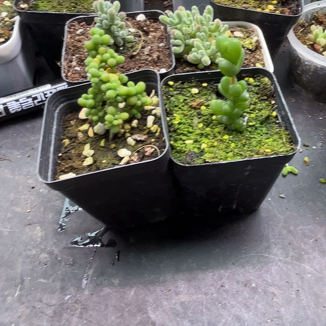 7****葡萄米和元宝优选枝干