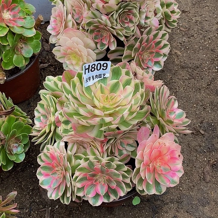 付***红多肉植物倾城808。809